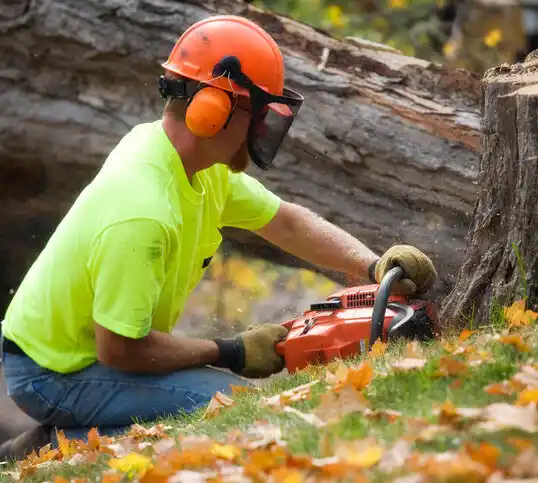 tree services Columbia